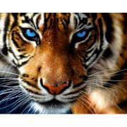 Алмазная мозаика CENTRUM 87127 ТИГР,40*50см,без подрамника,частич.выкладка
