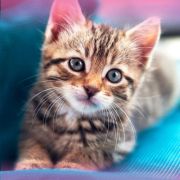 Алмазная мозаика CENTRUM 87149 КОТЁНОК,40*50см,без подрамника,частич.выкладка