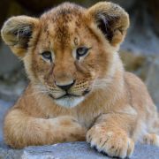 Алмазная мозаика CENTRUM 87151 ЛЬВЁНОК,40*50см,без подрамника,частич.выкладка